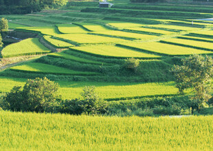 金色梯田美景