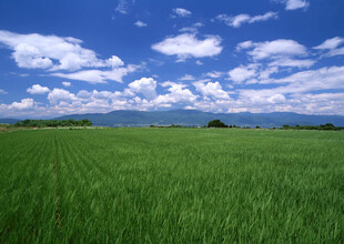 广袤绿野