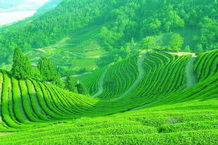 翠绿茶山风光