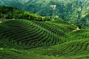 翠绿梯田茶园美景