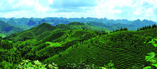 翠绿山峦