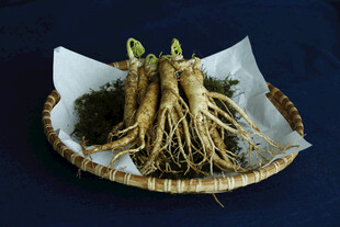 盘中美参根茎尽显自然态