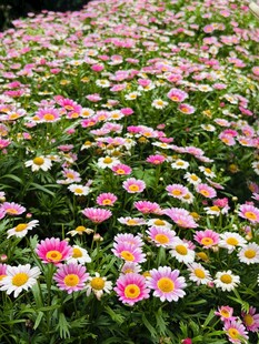 缤纷雏菊绽放美丽花田