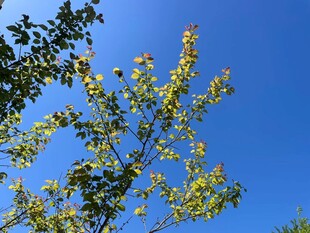 蓝天映衬下的繁茂树枝
