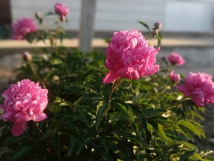 娇艳粉色芍药绽放