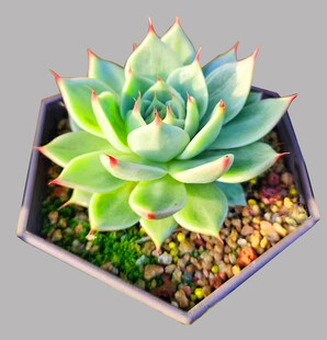 吉娃娃 精致盆栽多肉植物