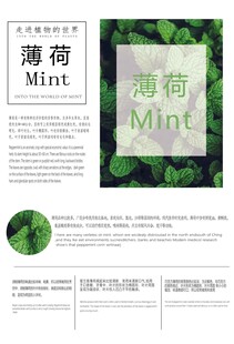 薄荷产品宣传页展示