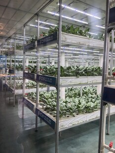 室内多层植物种植场景