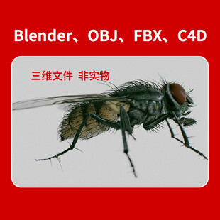 苍蝇