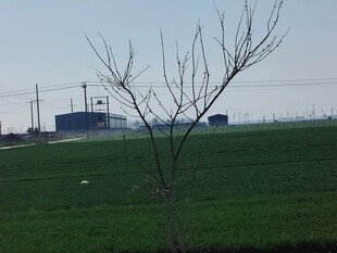田野孤树远景