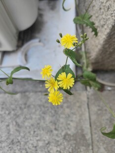 抱茎苦荬菜
