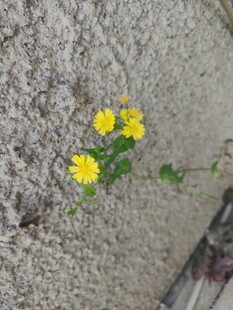 黄色小花