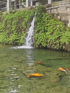 池塘锦鲤伴小瀑布
