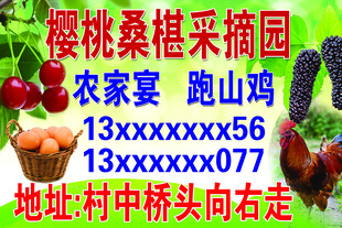 樱桃桑葚采摘园宣传牌