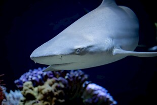 水族馆中的鲨鱼特写