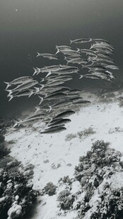 海上飞鸟群翔壮丽景观
