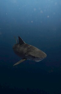深海中游弋的凶猛鲨鱼