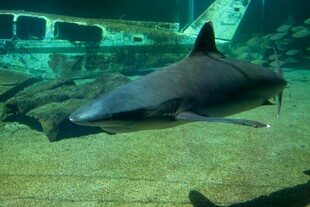 水族馆中休憩的鲨鱼