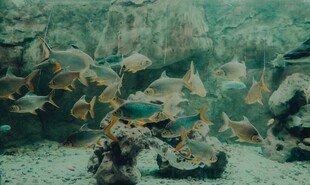 海底群鱼共游美丽景象