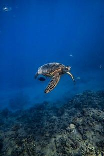 深海中遨游的绿海龟
