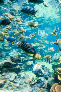 海底缤纷鱼群畅游景象