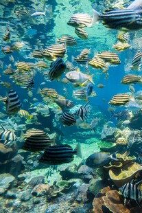 海底斑斓鱼群畅游景象