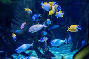 多彩热带鱼畅游水族馆