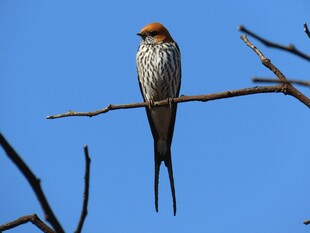 长尾鸟栖息于蓝天树枝间