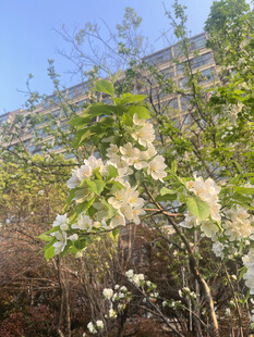 枝头绽放的素白花朵