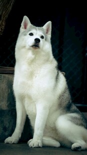 优雅坐姿的白色萨摩耶犬