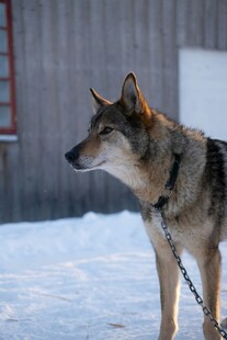 雪地中被拴住的狼犬