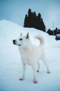 雪地中的白色狗狗