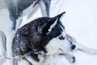 雪地中的哈士奇