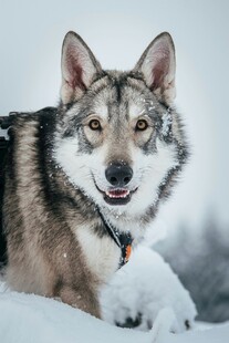 雪地中的帅气犬只
