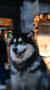 可爱阿拉斯加犬街头卖萌