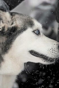 雪地中的哈士奇侧颜