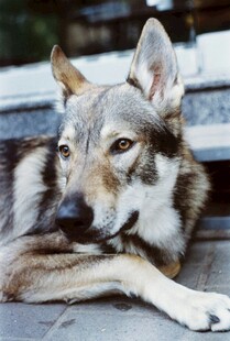 趴着的帅气狼犬