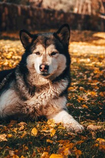 秋日草地休憩的阿拉斯加犬