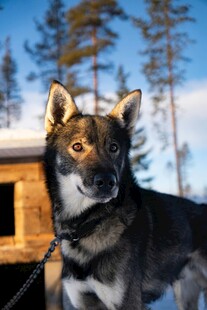 雪地中的帅气阿拉斯加犬