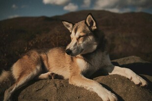 沙漠中休憩的帅气犬只