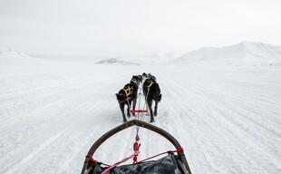 雪地中拉雪橇的探险者