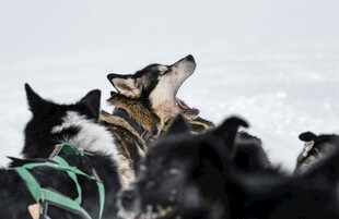 雪地中的阿拉斯加雪橇犬群