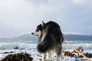 海边的哈士奇