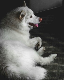 趴着的白色萨摩耶犬