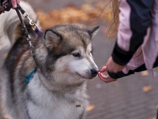 人与阿拉斯加犬温馨互动