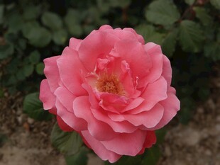 娇艳粉色月季花绽放