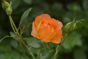 橙色娇艳月季花