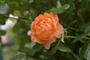 娇艳橙色月季花