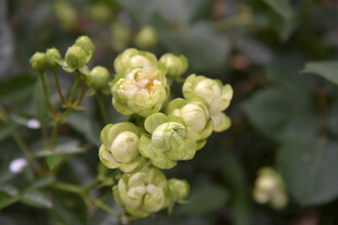 嫩绿花苞绽放生机