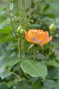橙色蔷薇花苞